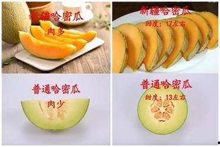 吃脆哈密瓜视频大全集,视频大全集带你领略甜蜜诱惑