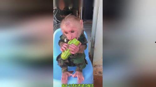 爱吃瓜吃货视频大全集,吃货视频大全集精彩回顾