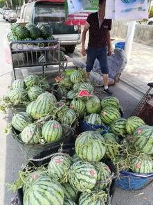 山东金乡吃瓜事件视频最新,一场引发热议的乡村奇观