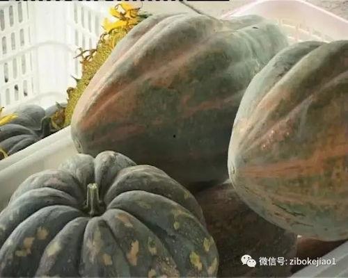 淄博淄川吃瓜事件视频,一场网络热议的真相揭秘