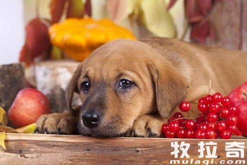 小瓜能给狗吃吗视频教程,小瓜能否成为狗狗美食的佳选？视频教程揭秘