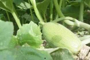 新疆的吃瓜视频,吃瓜视频里的甜蜜生活画卷