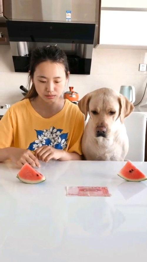 二狗网红吃瓜视频,揭秘娱乐圈幕后真相