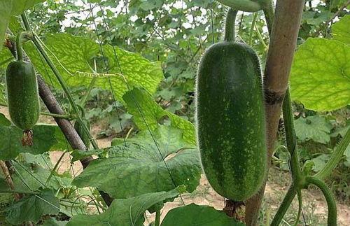 韶关毛师傅吃瓜视频