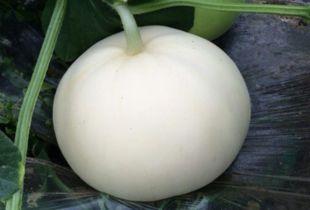 兔子吃梨瓜吗会死吗视频,生死之谜揭秘