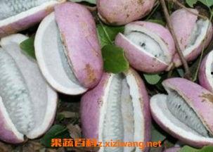 吃八月炸和八月瓜视频,夏日美味瓜果的视觉盛宴