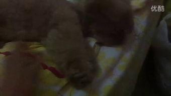 小黑马吃瓜视频大全,趣味横生的娱乐圈揭秘