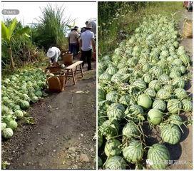 万州吃瓜视频,揭秘网络热传事件背后的真相
