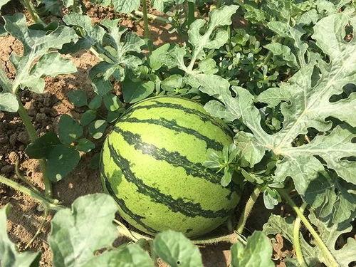 一只小耳朵吃瓜视频,揭秘娱乐圈幕后真相