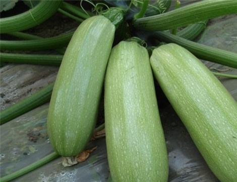 吃年瓜有好处么嘛视频