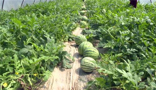 肥乡吃瓜最新事件视频,揭秘背后真相与争议