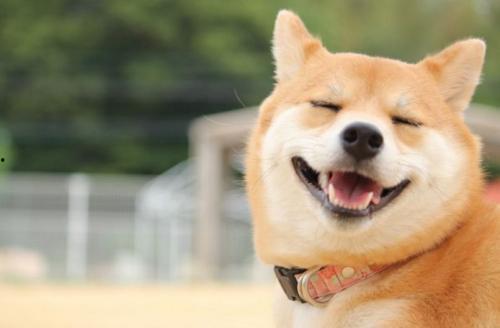 柴犬吃瓜视频推荐,萌态十足，带你领略狗狗的欢乐时光