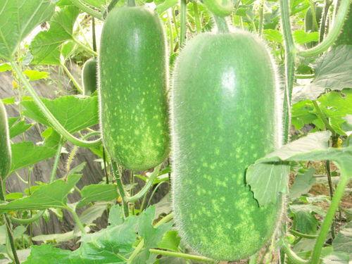 销售焦糖吃瓜视频大全