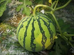 大瓜头不能再吃啦吗视频