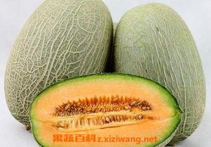 陕西小伙吃哈密瓜视频大全,视频大全带你领略瓜果飘香