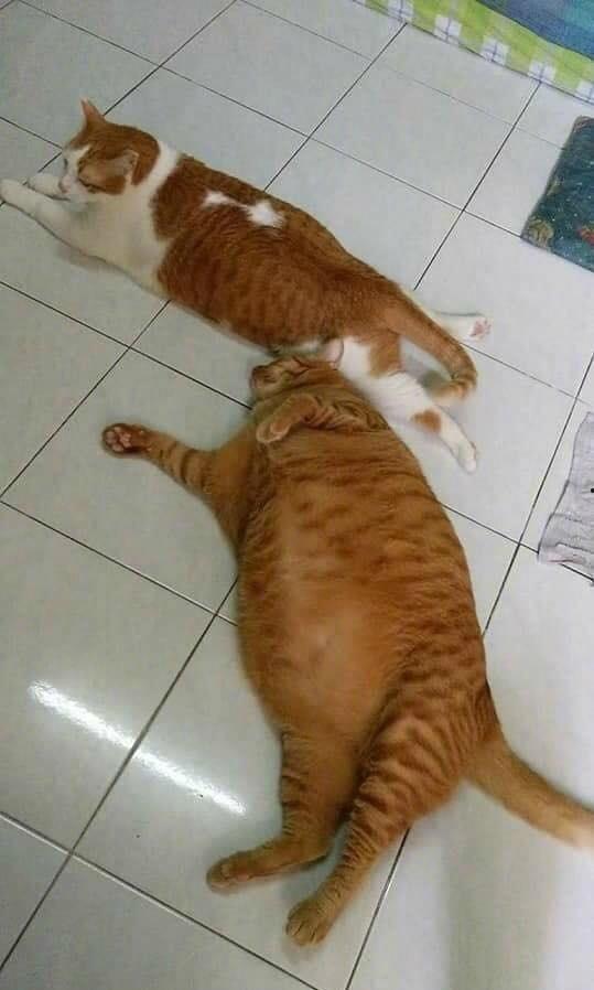 两只猫吃瓜视频