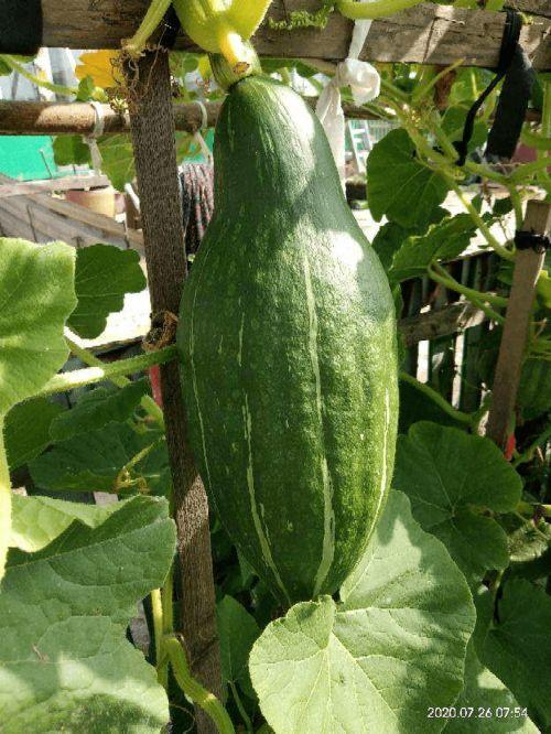 吃瓜如何吃得快一点视频,揭秘如何快速吃瓜技巧