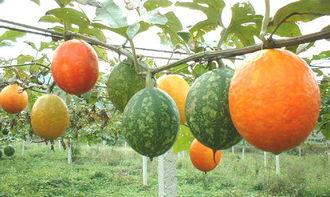 吊瓜怎样吃方便视频教程,视频教程教你美味家常做法