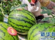 大邑吃瓜事件最新消息视频,最新视频揭露惊人内幕