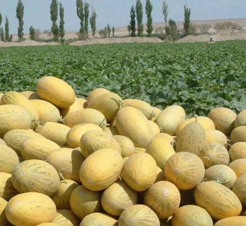 吃货大飞哈密瓜视频,大飞带你领略哈密瓜的甜蜜诱惑