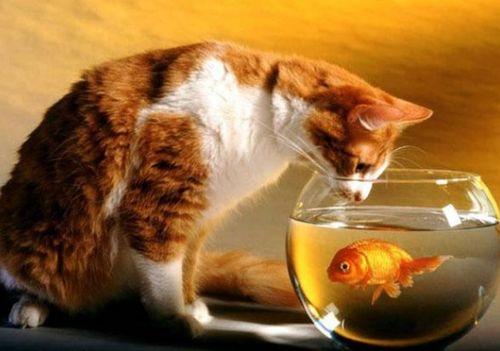 猫喜欢吃蜜瓜蛋糕吗视频