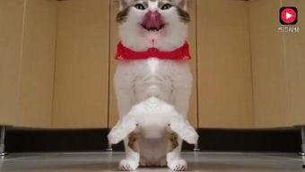 猫可以吃丰收瓜吗视频,猫咪的新鲜美食探索