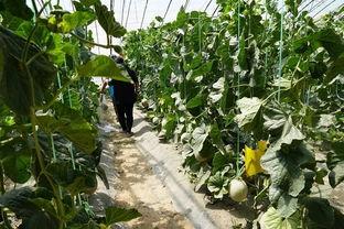 桃树村吃瓜群众视频,揭秘乡村生活趣味瞬间